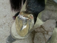 An diesem Bild sieht man die Auswirkungen eines zu lange getragenen Hufschuhs, der die Ballen des Pferdes aufgescheuert hat