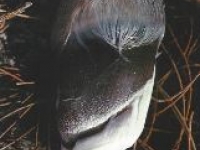 Der Fohlenhuf
