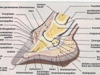 Beschreibung der Bestandteile eines Pferdehufes
