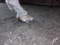 Huf links vorne