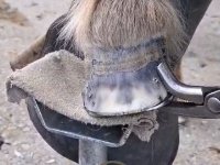 Hufrehe_Beschlag_13