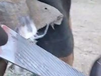 Hufrehe_Beschlag_5