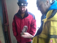 Besprechung die zweite