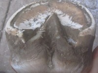 barhuf